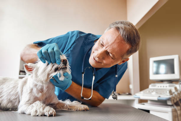 Best Emergency Dental Extractions in Glide, OR